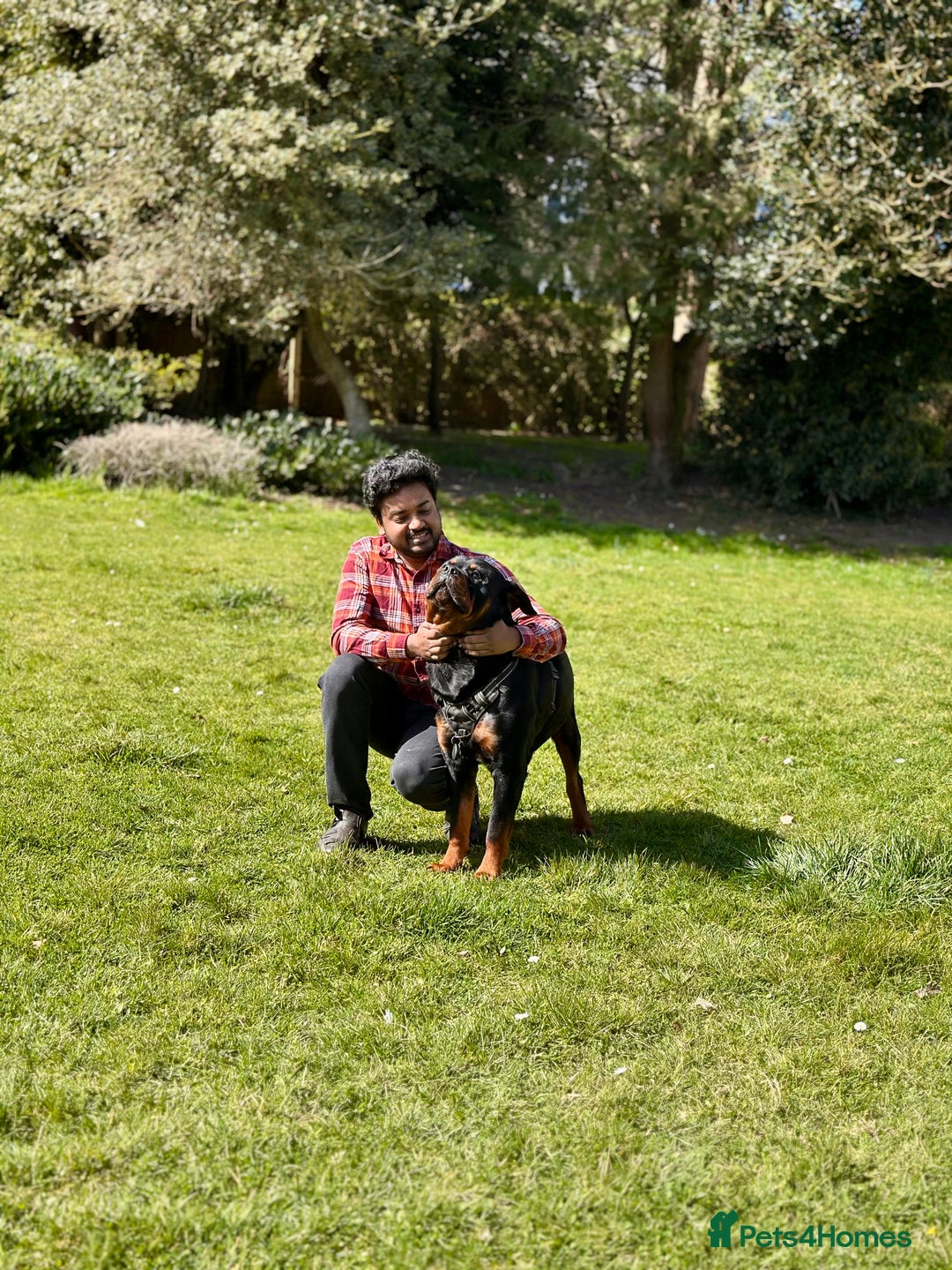 Rottweiler dogs for stud: Rottweiler Dog for Stud - Image 11