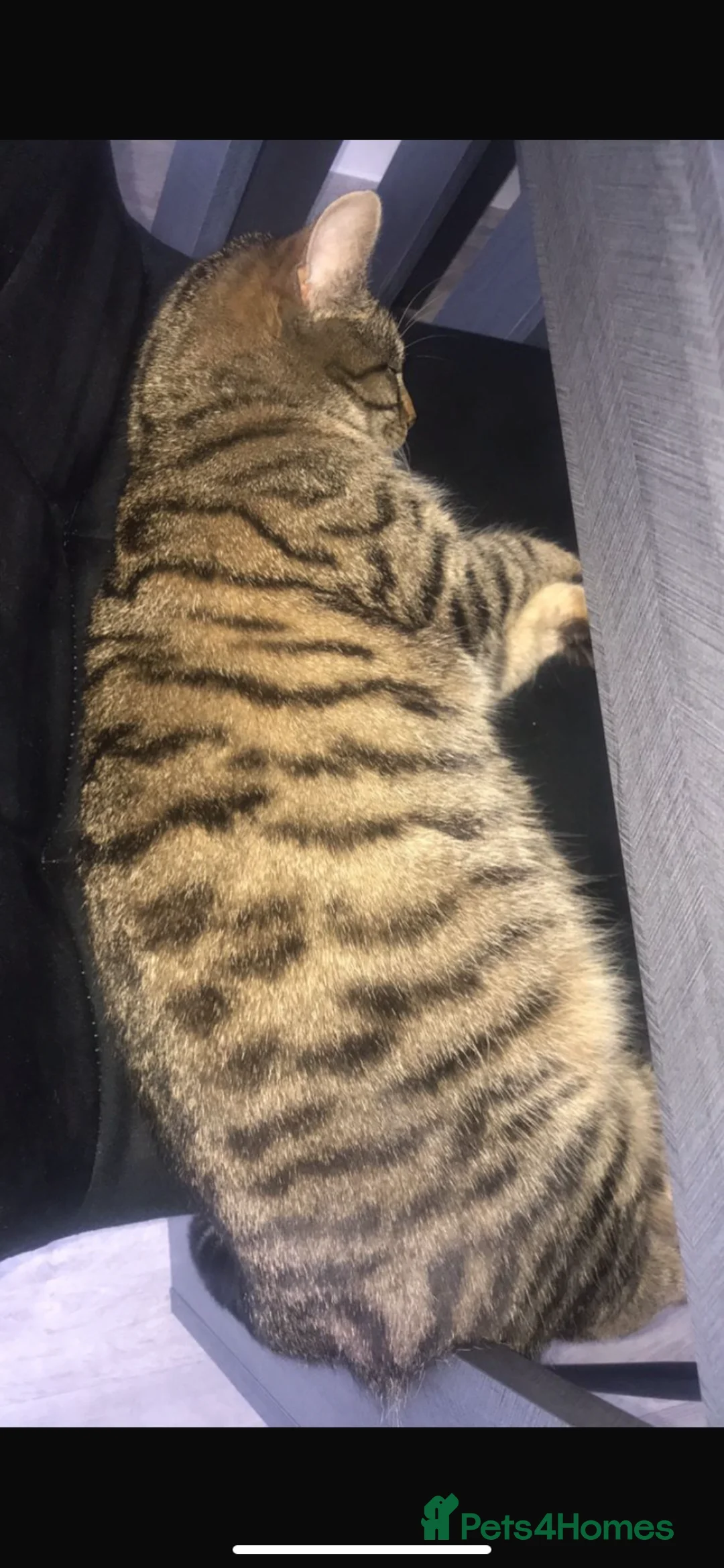 Norwegian Forest Cat cats for sale: Our beautiful Norwegian forest babies 🩵 - Advert 6