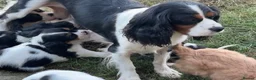 Cavalier King Charles Spaniel dogs for sale: Beautiful Cavalier Puppies Looking for Forever in Ashford - Advert 3