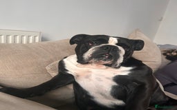 English Bulldog dogs for sale: English bulldog - Image 3