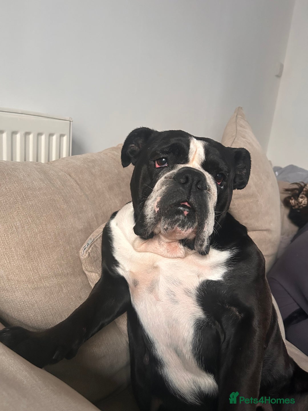 English Bulldog dogs for sale: English bulldog - Image 3