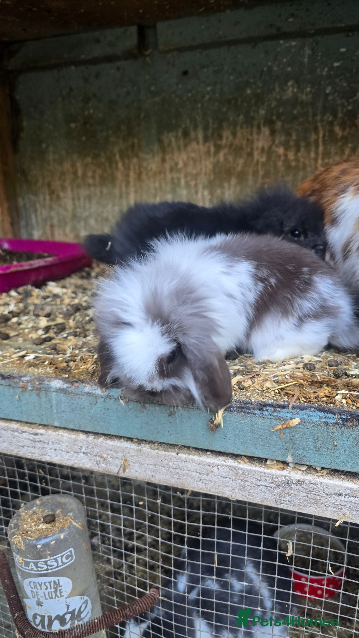 Mini Lop rabbits Mini Lop Baby Rabbits - Advert 1
