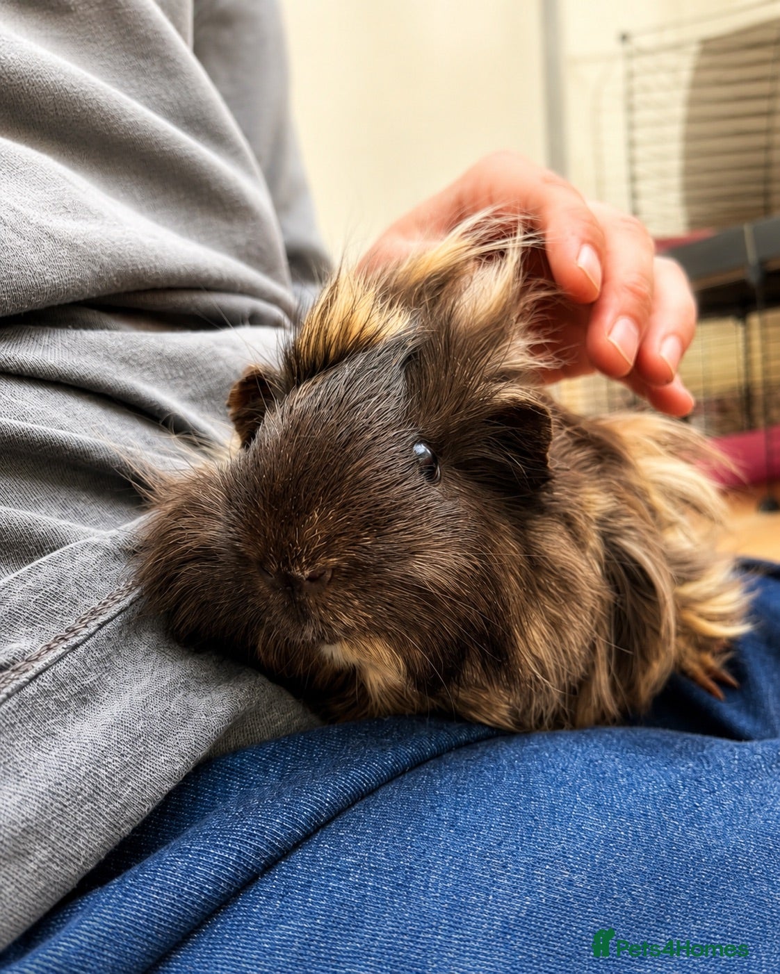 Guinea Pig rodents Two male guinea pigs  - Advert 1