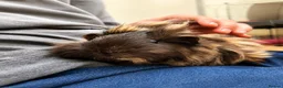 Guinea Pig rodents for sale: Two male guinea pigs  - Advert 1