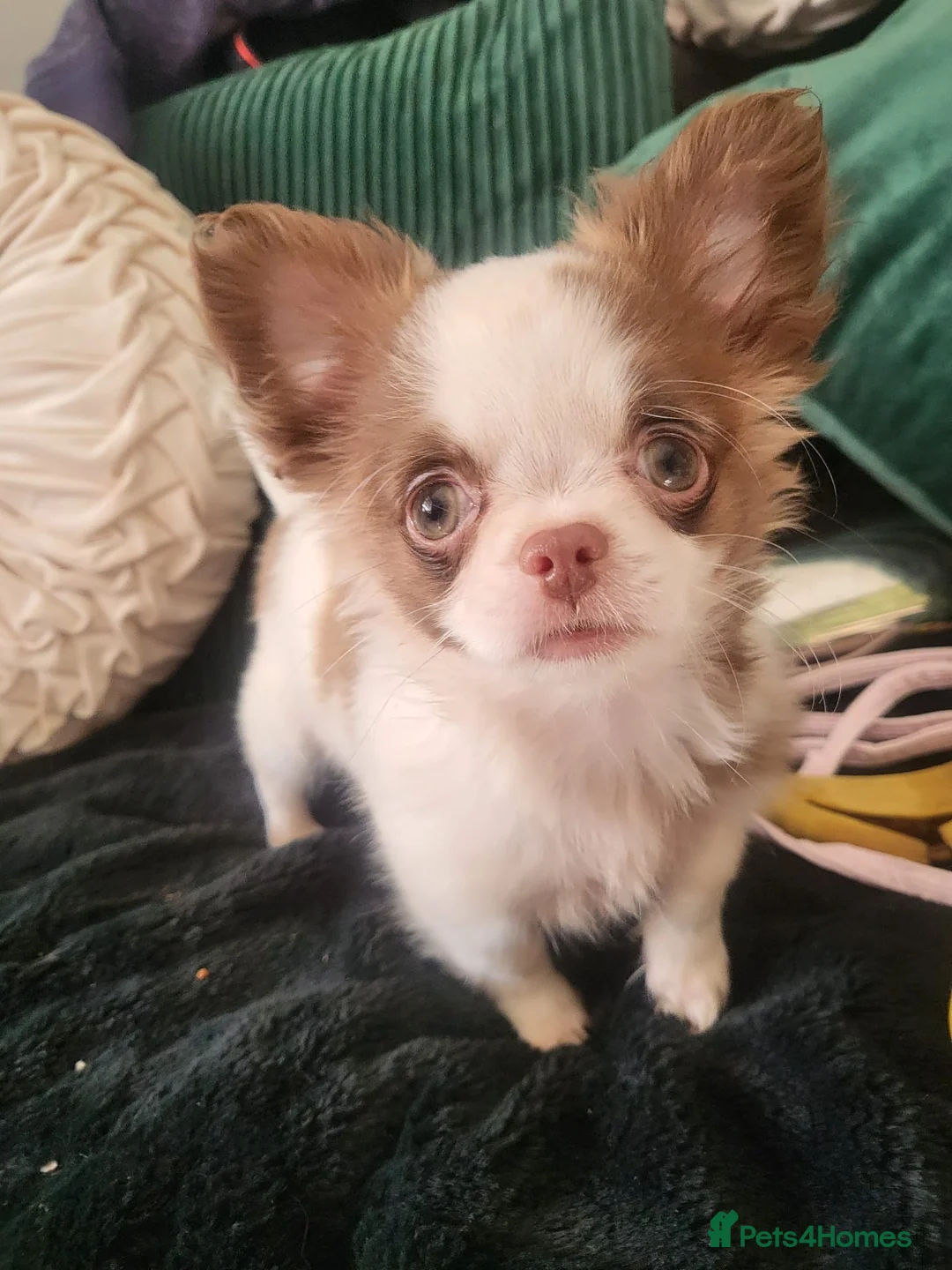 Chihuahua dogs for sale: Long haired chihuahua puppies - Advert 2