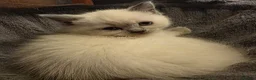 Ragdoll cats for sale: Ragdoll Kittens - Advert 3