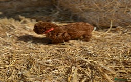 Toy Poodle dogs for sale: Toy Poodle Puppy – Red Apricot Girl - Image 6