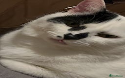 Domestic Shorthair cats for sale: find a home for male cat - Image 5