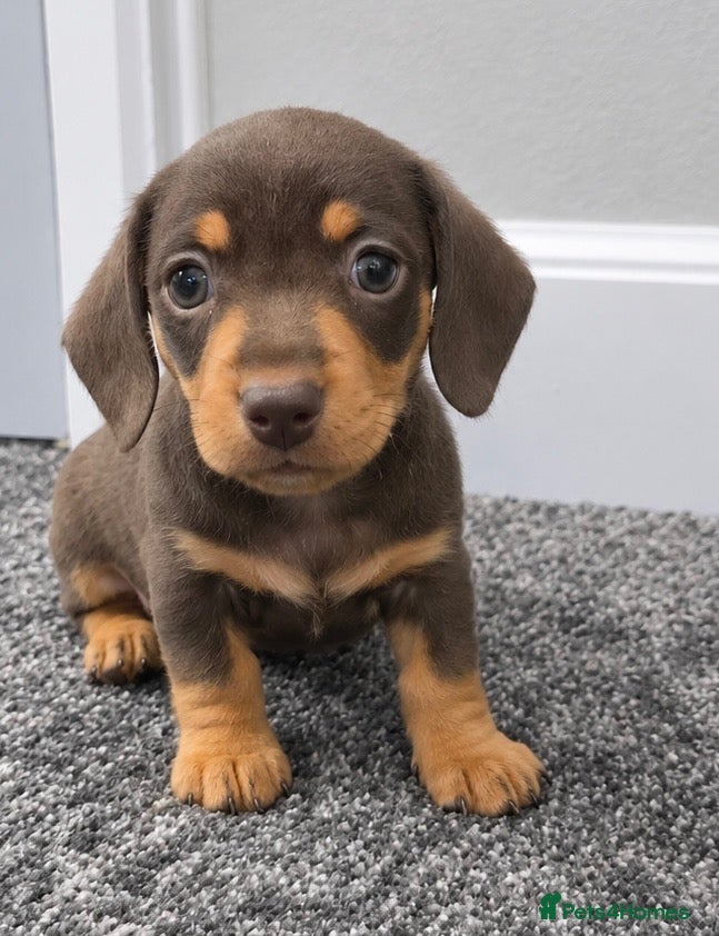 Miniature Dachshund dogs 1 beautiful boyleft Minature dachshunds  - Advert 16
