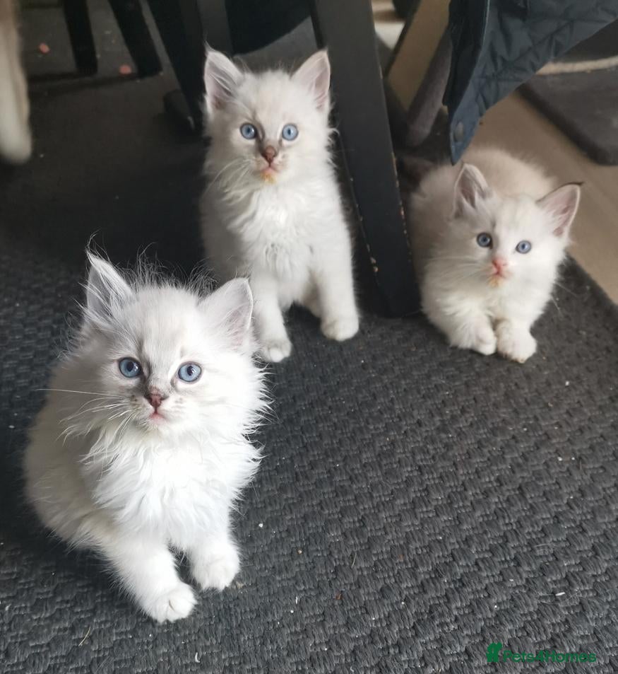 Ragdoll cats Pure beautiful Ragdoll looking for a new home - Advert 2