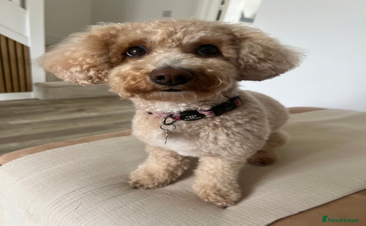 Mixed Breed dogs - Advert 1