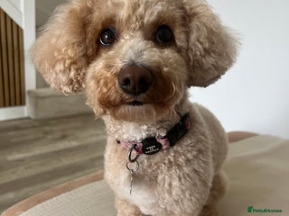 Mixed Breed dogs - Advert 1