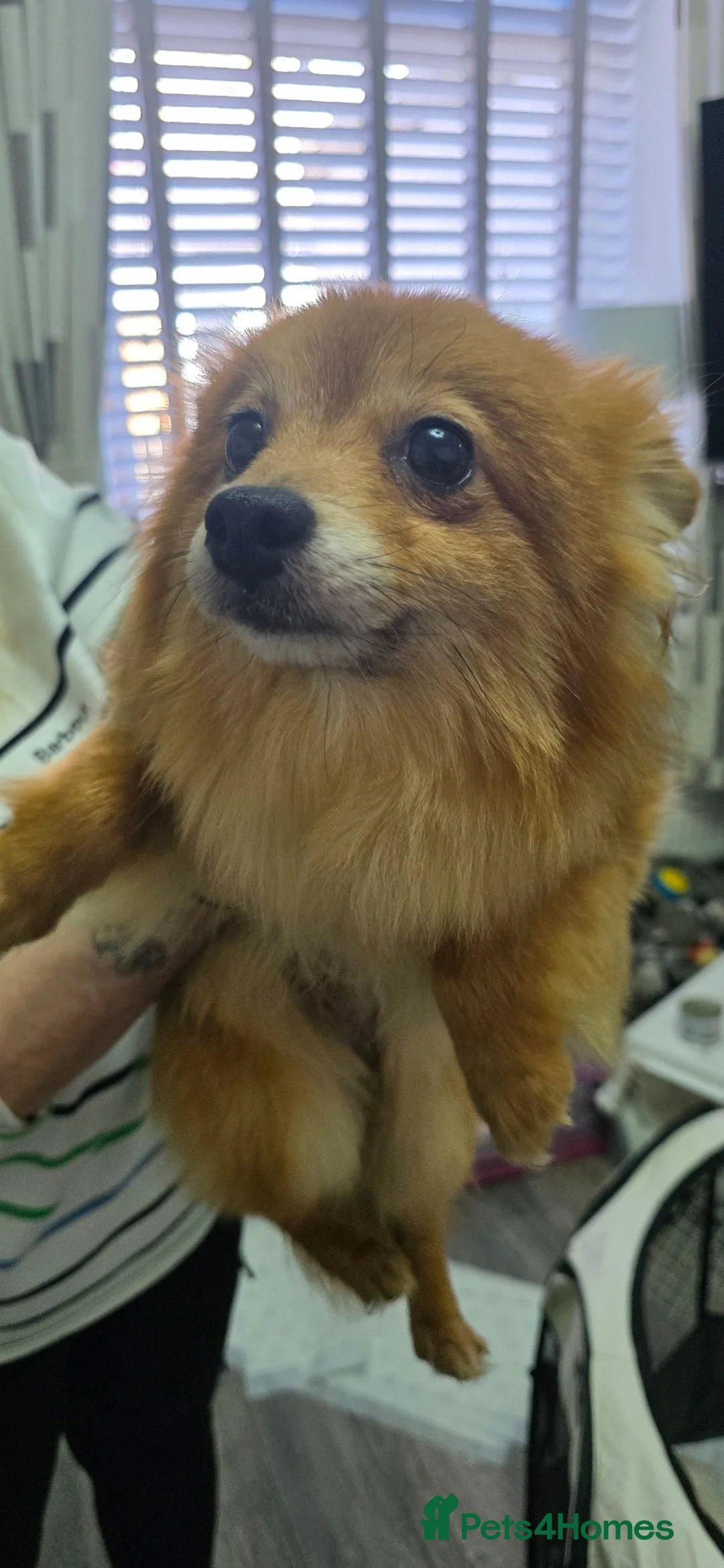 Pomchi dogs for sale: Pomchi puppies  - Advert 2