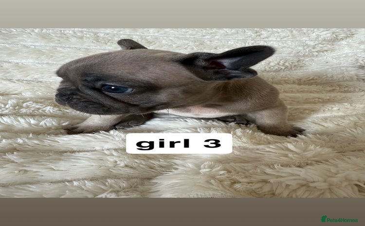 French Bulldog dogs - Advert 5