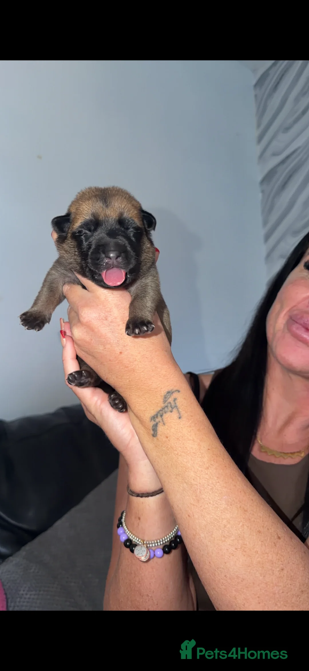 Belgian Shepherd Dog dogs for sale: Belgian malinois puppys. - Advert 3