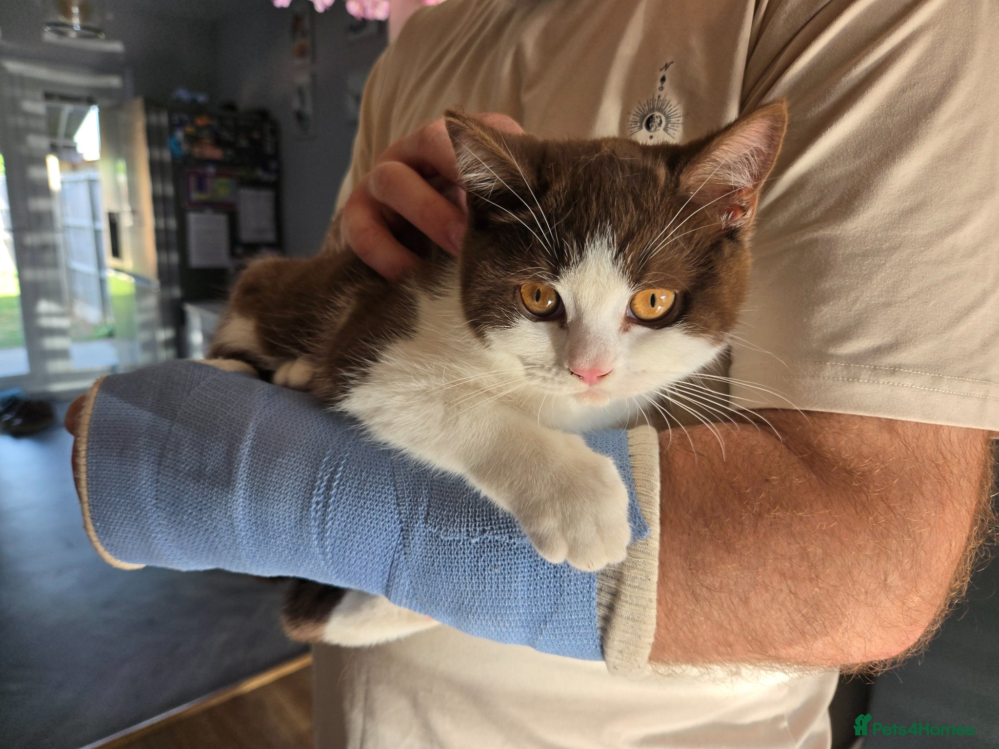 British Shorthair cats for sale: ❤️REDUCED TICA REG❤️ - Advert 17