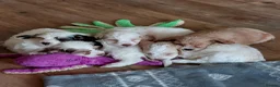 Cockapoo dogs for sale: Reduced - 2 Beautiful Cockapoos.  - Advert 7