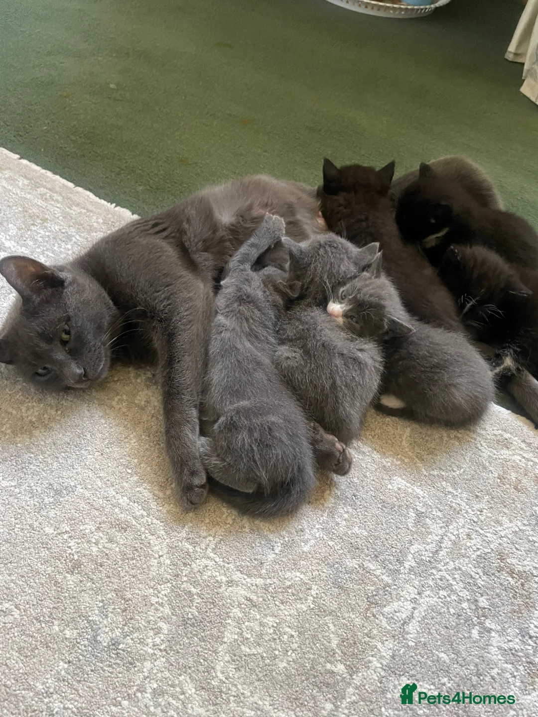 Russian Blue cats for sale: Beautiful Russian blue British shorthair cross  in Godalming - Advert 1