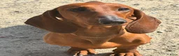 Dachshund dogs for sale: Standard dachshund  - Advert 12