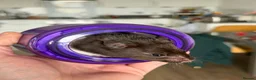 Hamster rodents for sale: Donating Syrian Hamster in Borehamwood - Advert 1