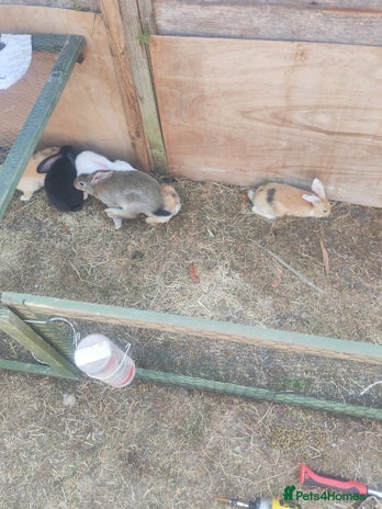 English Lop rabbits - Advert 16