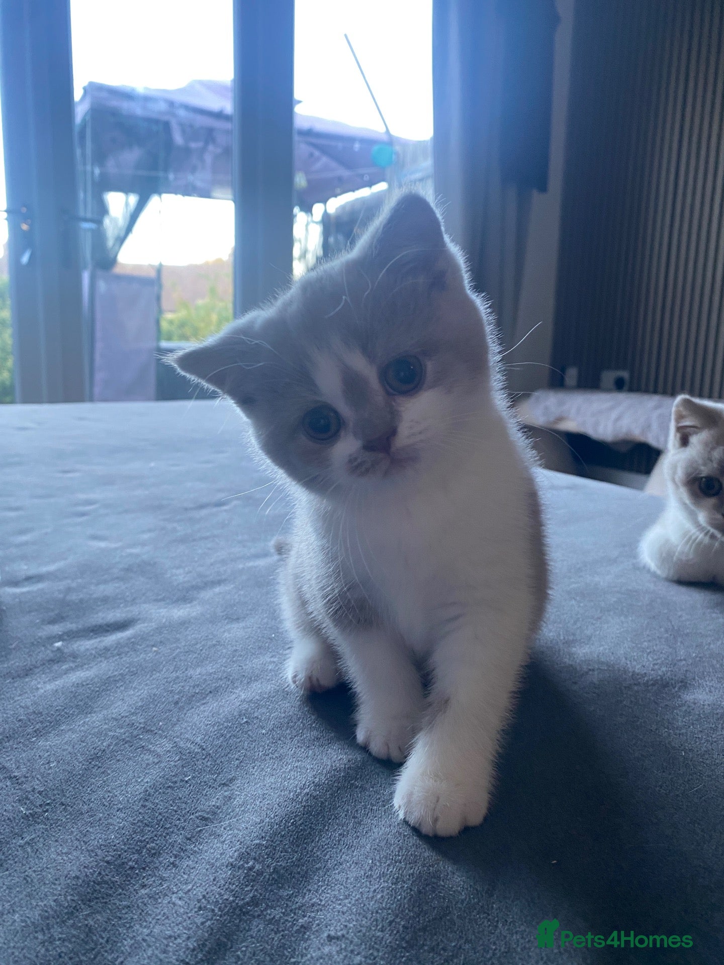 British Shorthair cats for sale: TICA Fawn/Cinnamon Bio colour kittens 💛 - Advert 1