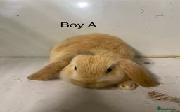 Mini Lop rabbits for sale: Beautiful mini lop bunnies - Advert 6