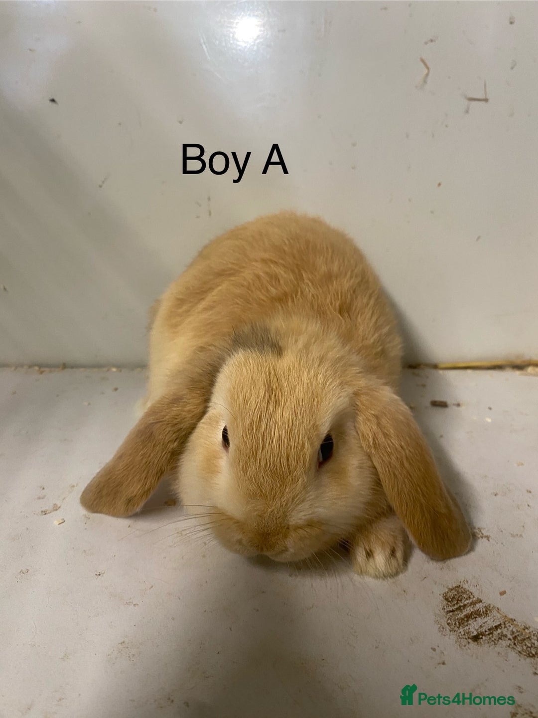 Mini Lop rabbits for sale: Beautiful mini lop bunnies - Advert 6