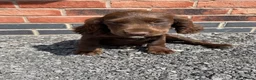 Cockapoo dogs for sale: 2 beautiful cockapoo puppies - Advert 6