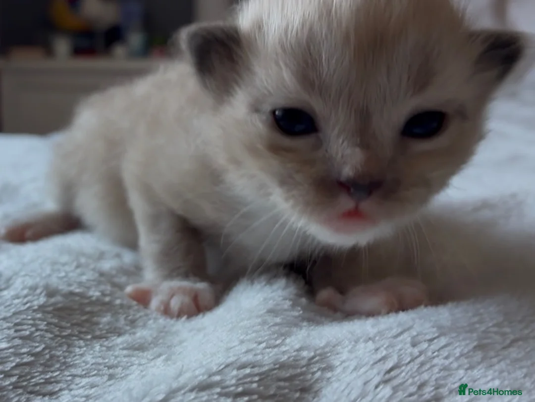 Ragdoll cats for sale: Pedigree registered mink Ragdolls  - Advert 2
