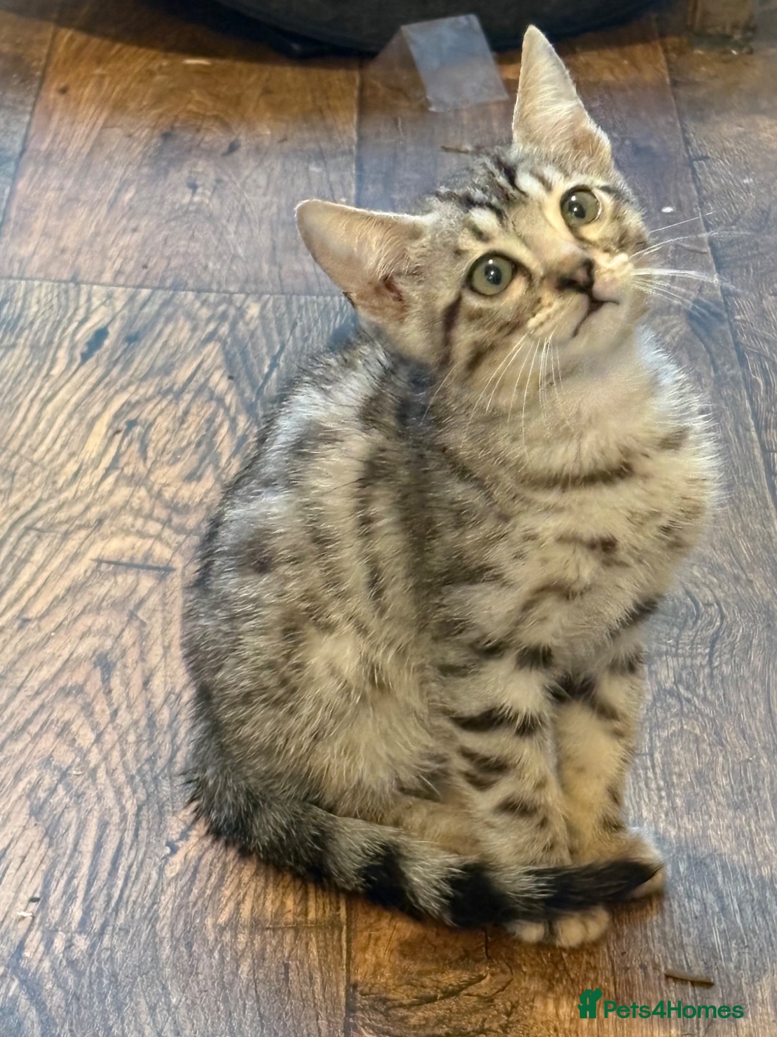 Bengal cats for sale: Registered Silver Spotted Bengal - Advert 2