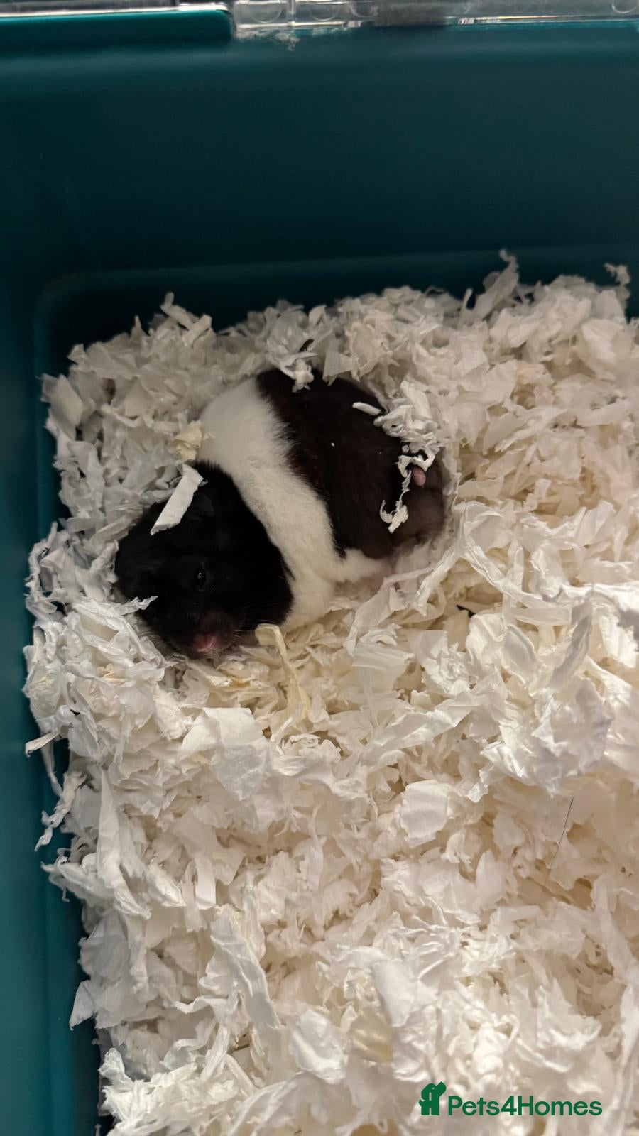 Hamster rodents Hamster & Omlet Cage for Sale  - Advert 3