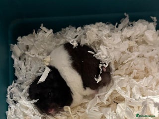 Hamster rodents Hamster & Omlet Cage for Sale - Advert 3