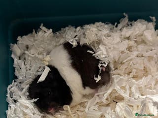 Hamster rodents Hamster & Omlet Cage for Sale - Advert 18