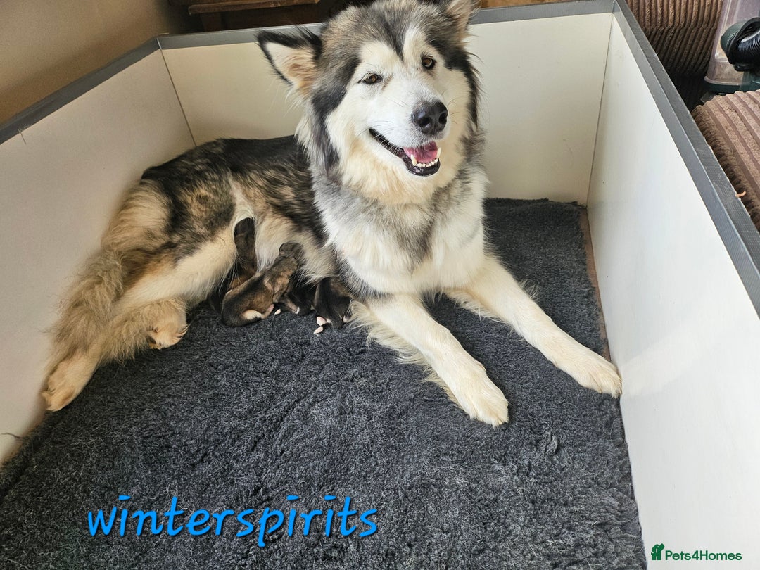 Alaskan Malamute dogs for sale: Alaskan Malamute puppies  - Advert 7