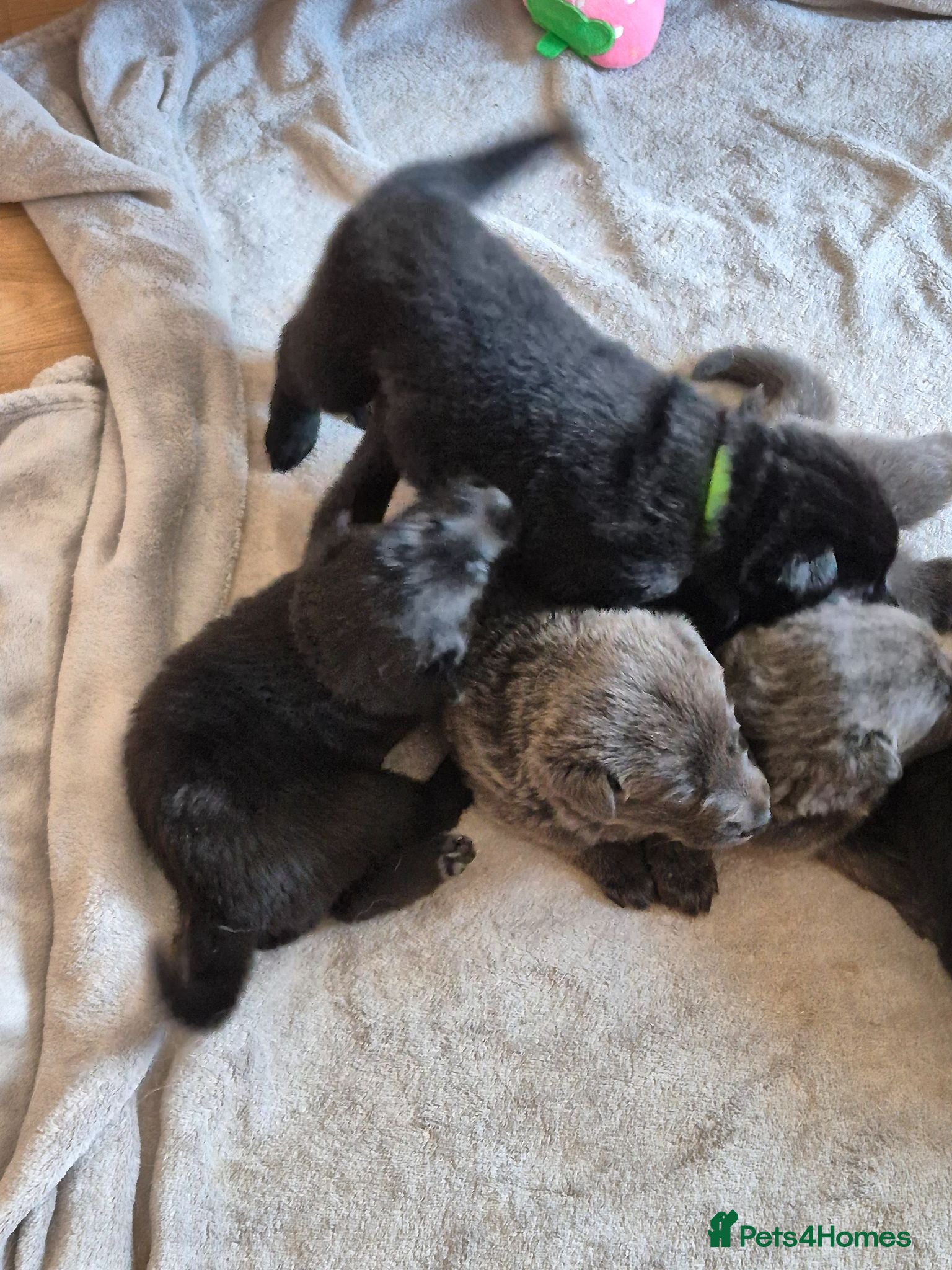 German Shepherd dogs Gorgeous and rare german shepherd puppies - Advert 2