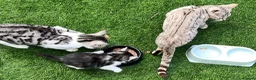 Bengal cats for sale: Silver Bengal mother & two male kittens for sale in Birmingham - Advert 1