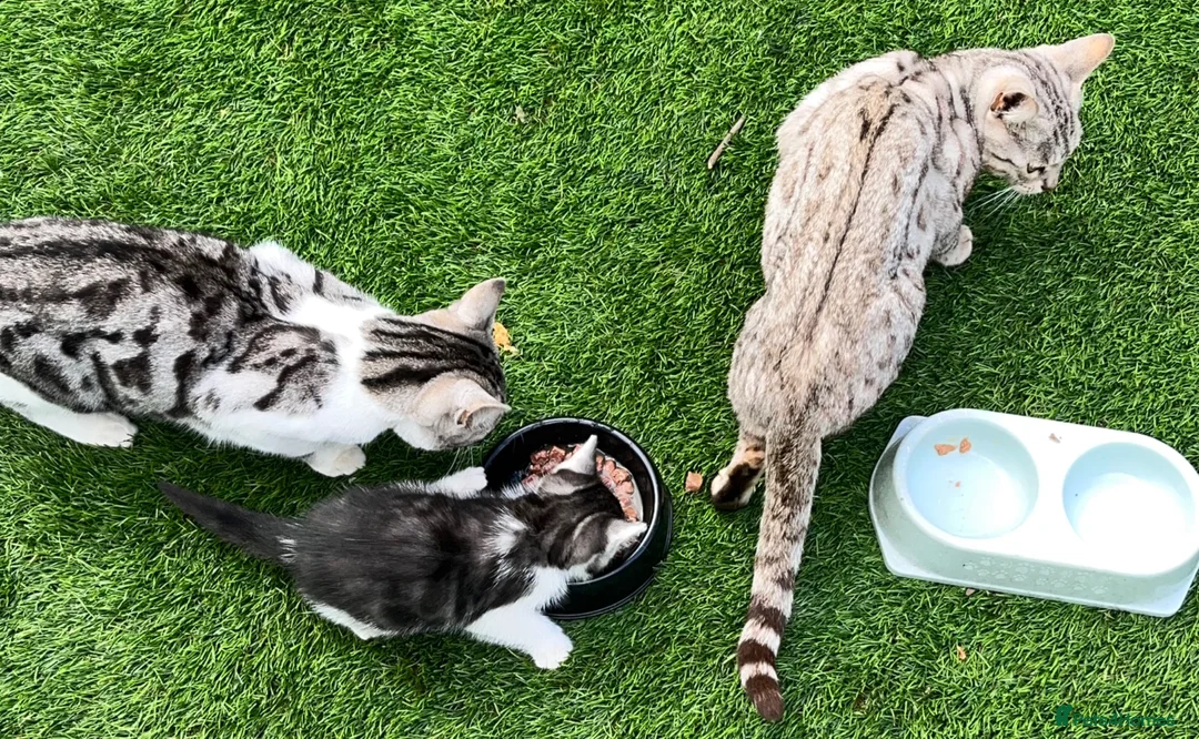 Bengal cats for sale: Silver Bengal mother & two male kittens for sale in Birmingham - Advert 1
