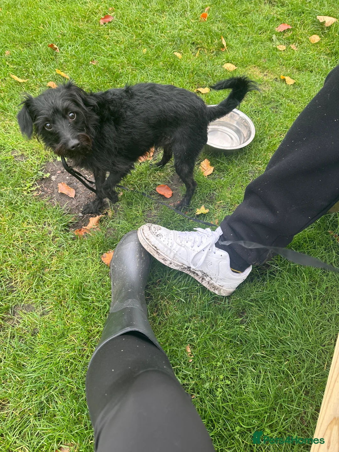 Poodle dogs for stud: Rocky in Saint Helens - Advert 5