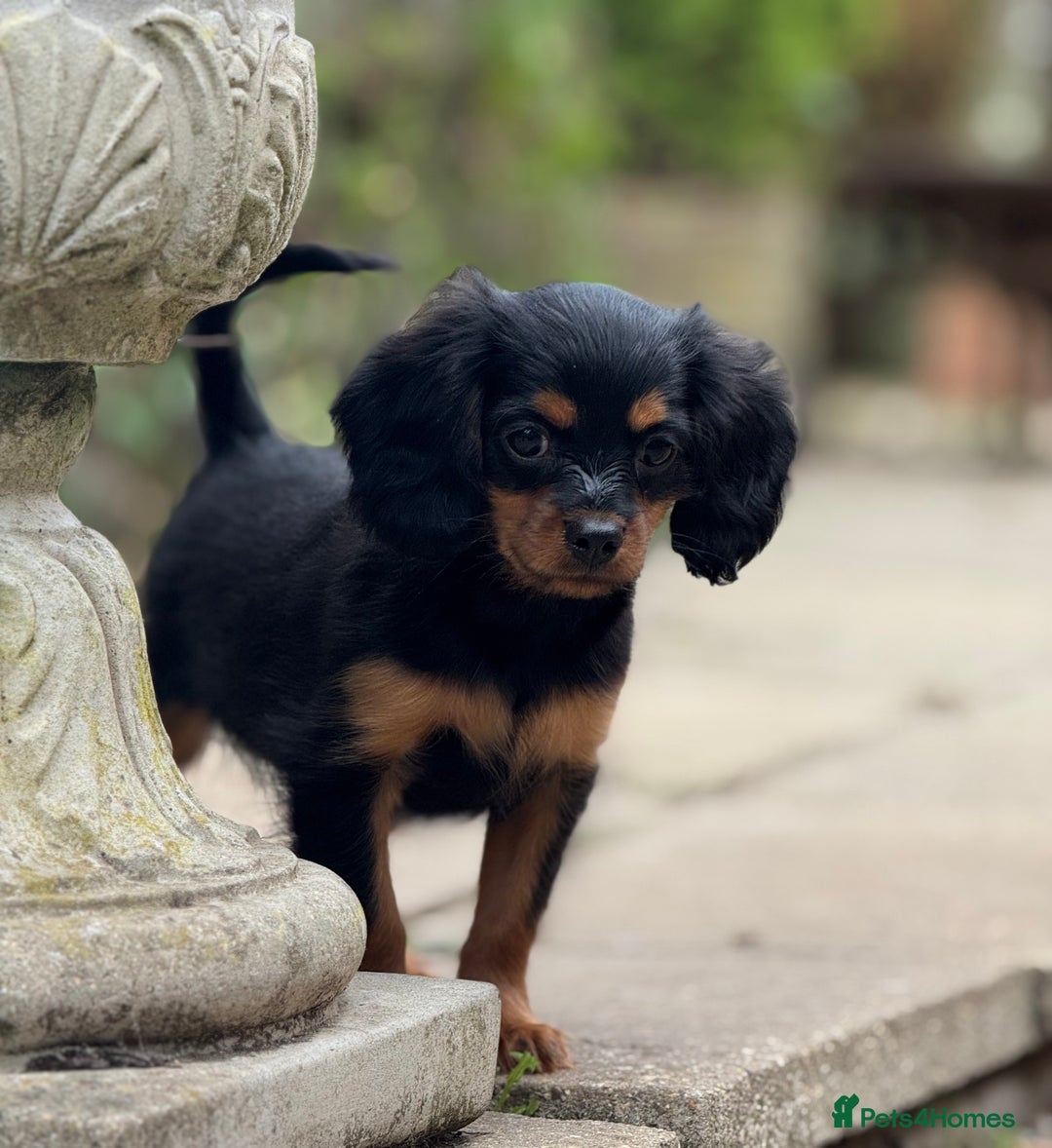 Cavapoo dogs for sale: Cavapoo rare black &tan health tested  - Image 14