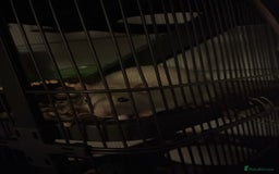 Rat rodents for sale: Two male Fancy Rats in need of rehoming - Image 6