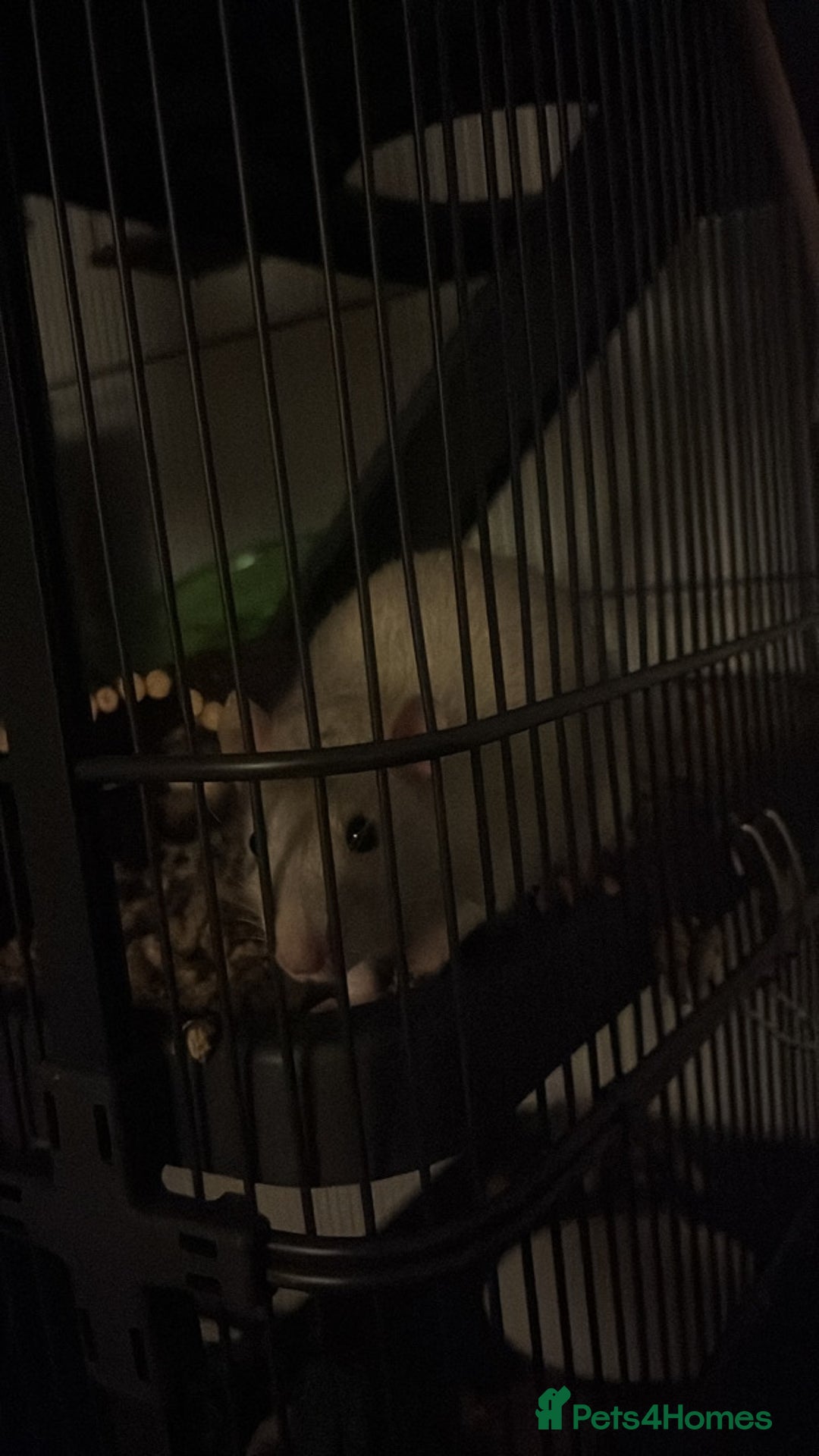 Rat rodents for sale: Two male Fancy Rats in need of rehoming - Image 6