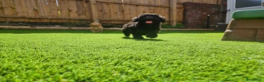 Toy Poodle Puppy 1