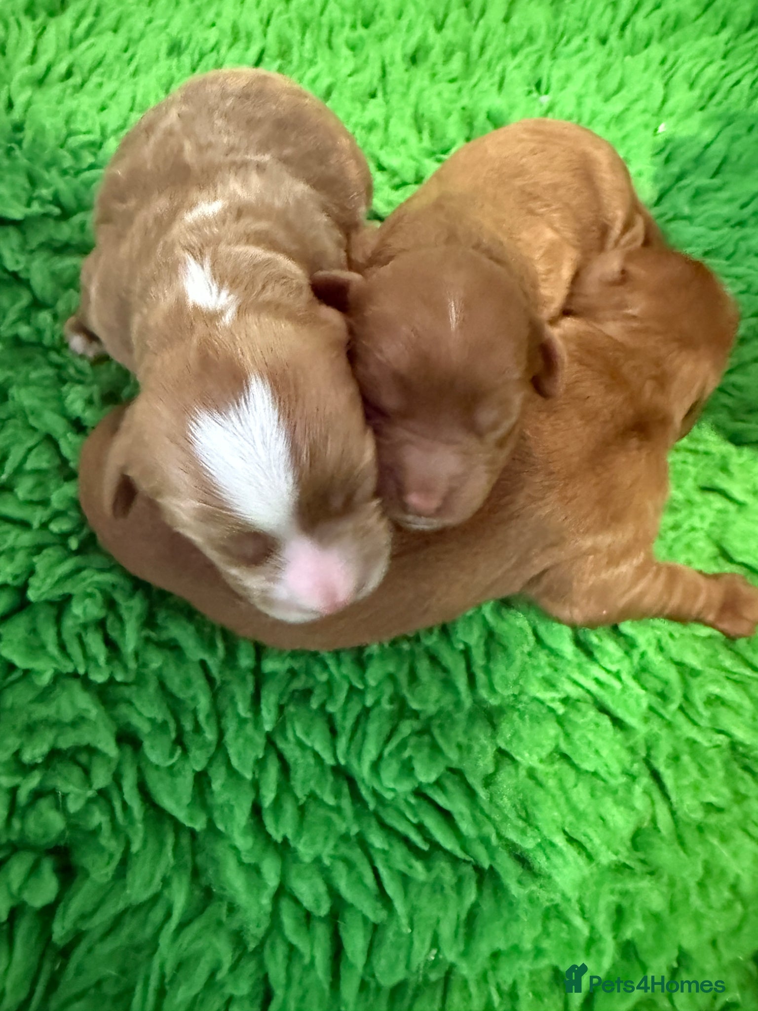 Cavapoo dogs for sale: Cavapoo puppies,health tested parents 5* licensed  - Advert 6