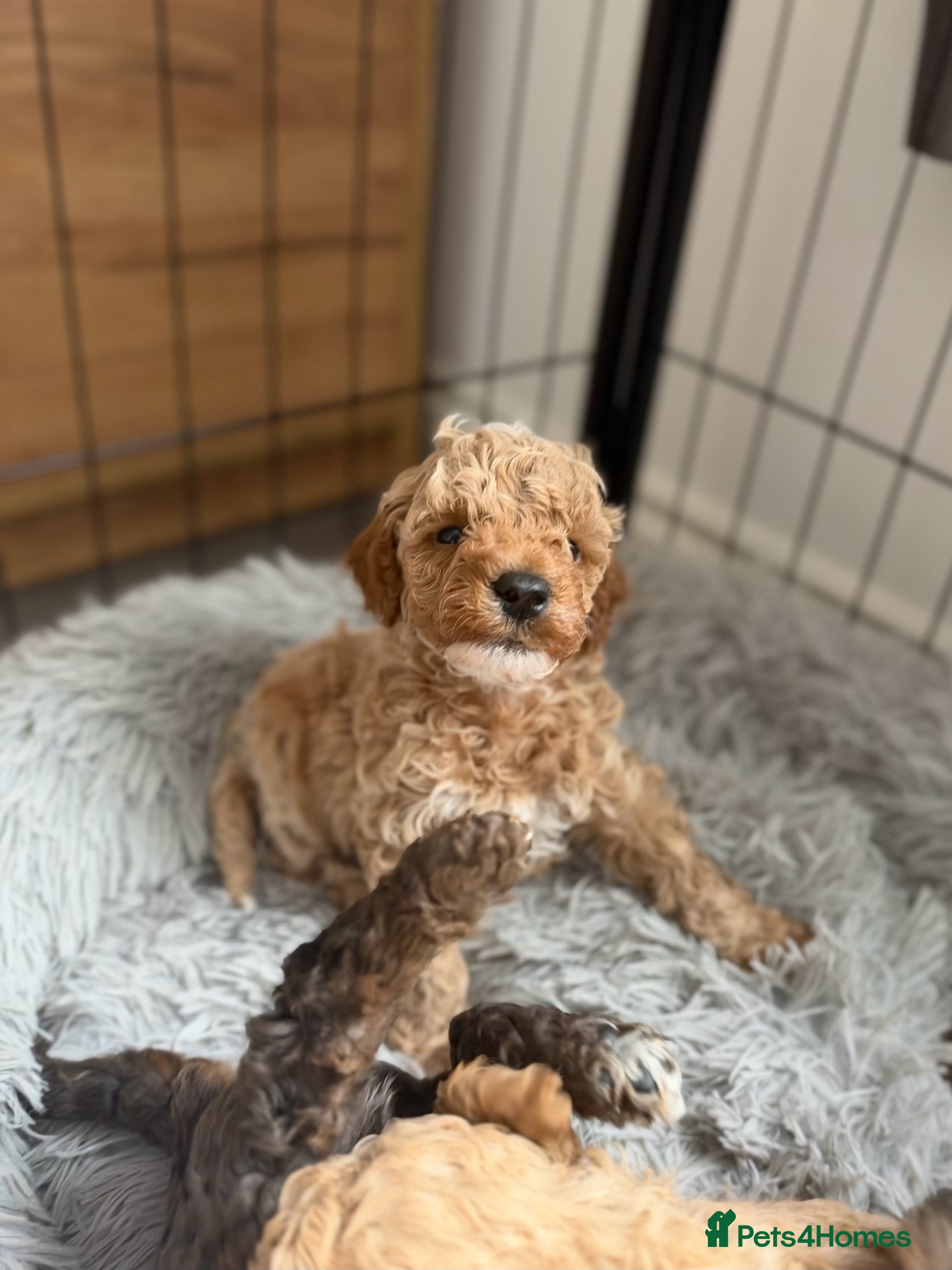 Cavapoo dogs Stunning cavapoo puppies  - Advert 2