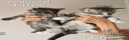 Maine Coon cats for sale: Pedigree XXL mainecoon kittens  - Advert 4