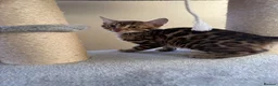 Bengal cats for sale: TICA 🔥 Pedigree health tested 🐾 Bengal Kittens  - Advert 28