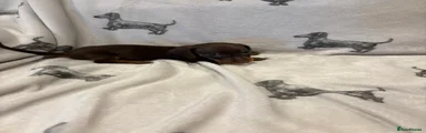 Dachshund Puppy 1 Brown Collar