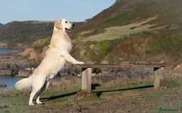 Golden Retriever dogs for stud: Fully health tested therapy dog  - Image 24