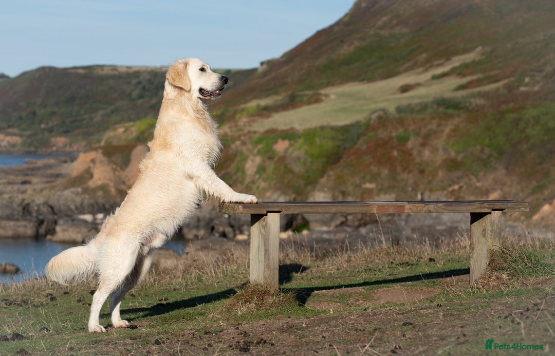 Golden Retriever dogs for stud: Fully health tested therapy dog  - Image 24
